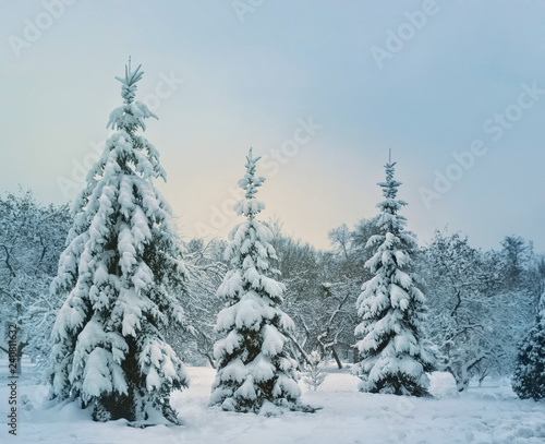 Nature in winter. Plants and trees covered with snow. Winter background.
