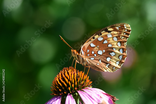 Speyeria cybele photo