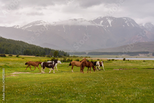 Scenic view of Wild horses grazing on a meadow near a lagoon against Andes mountains range in Esquel, Patagonia, Argentina.