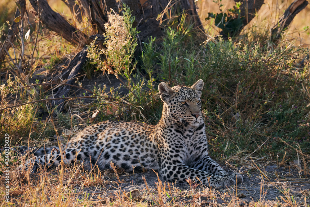 Obraz premium Leopard lying in the savannah