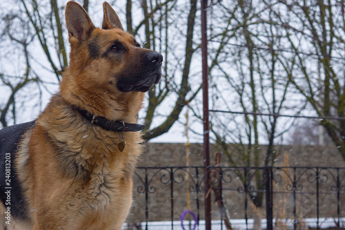 Sad German shepherd dog looking at the sky during the first snow  the beginning of winter