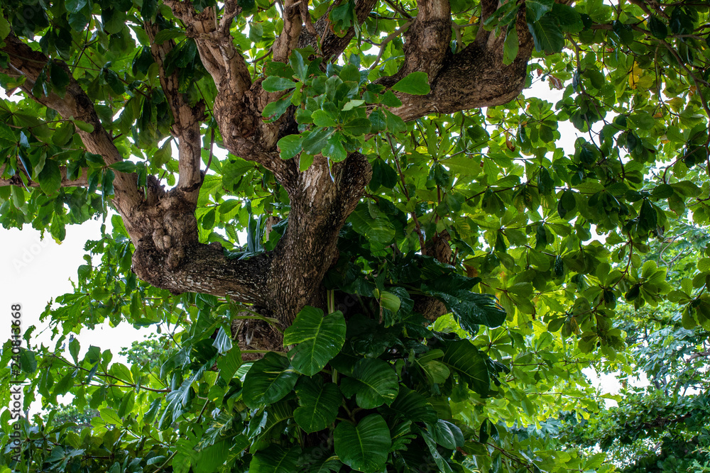 Treetop Treetop