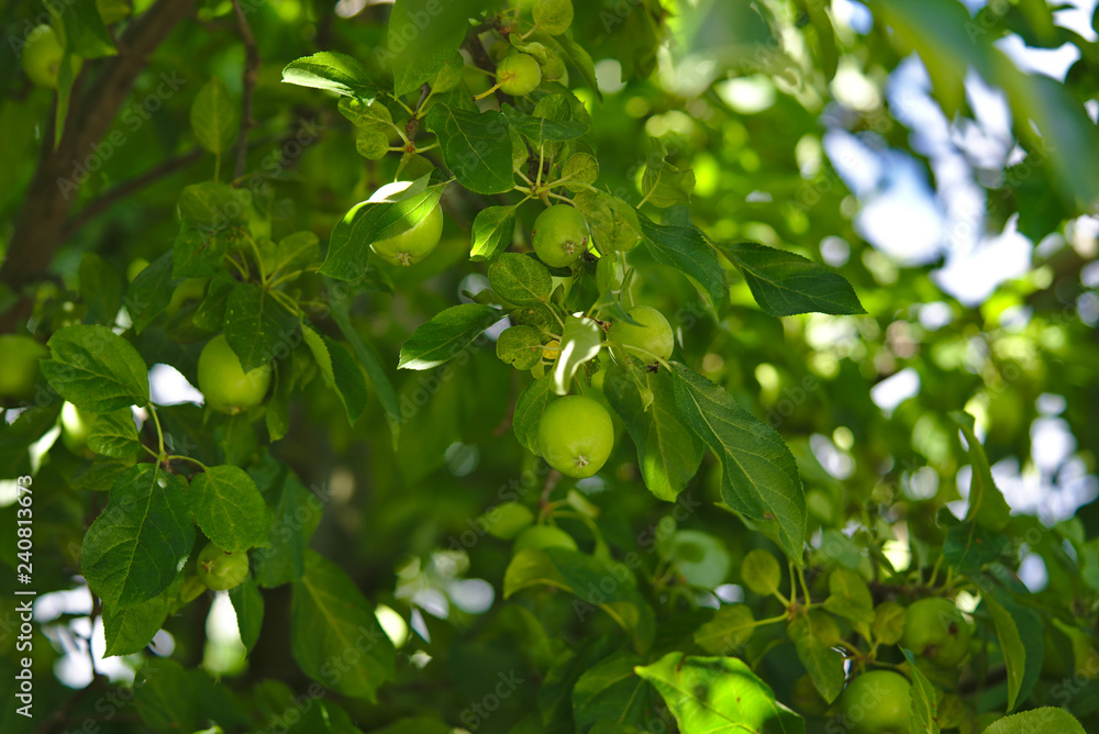 Green apple tree with lots of apples growing