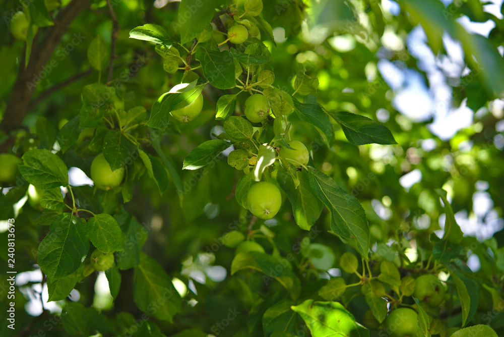 Green apple tree with lots of apples growing Green apple tree with lots of apples growing