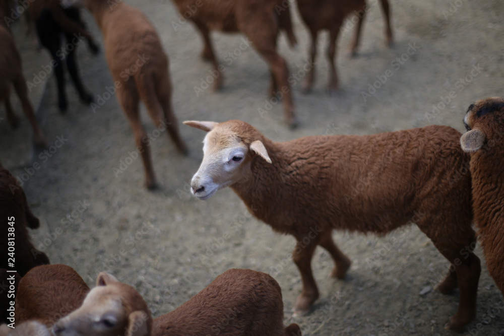 A young lamb at a farm
