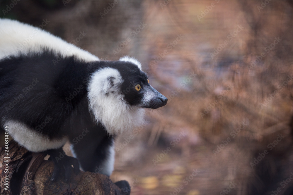 Lemur from Phoenix French Park Lemur from Phoenix French Park