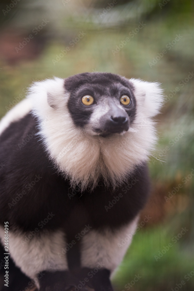 Fototapeta premium Lemur from Phoenix French Park