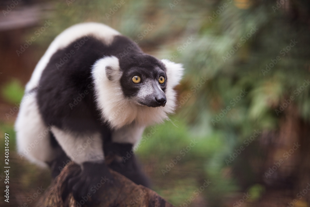 Obraz premium Lemur from Phoenix French Park