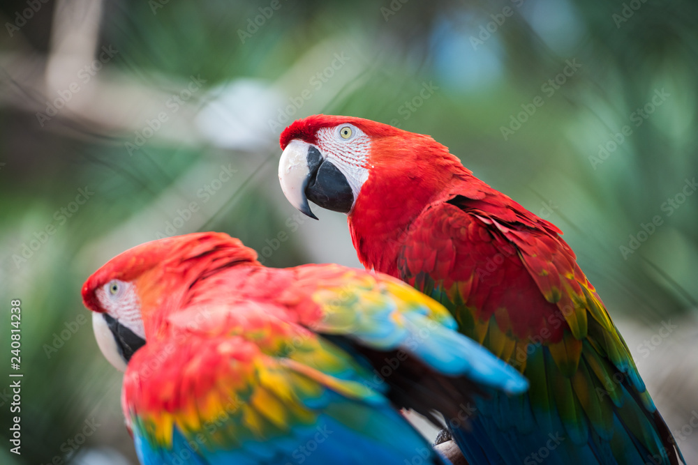 Parrot bird from Phoenix Park in France