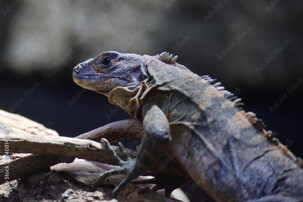 ガラパゴスリクイグアナ ガラパゴスリクイグアナ