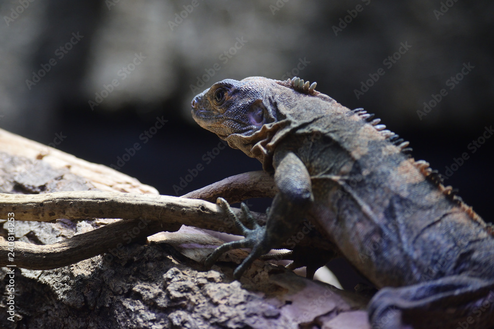 ガラパゴスリクイグアナ Stock Photo Adobe Stock