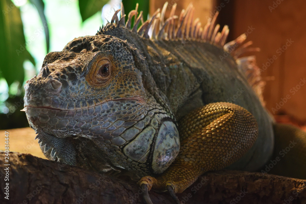 Fototapeta premium イグアナ