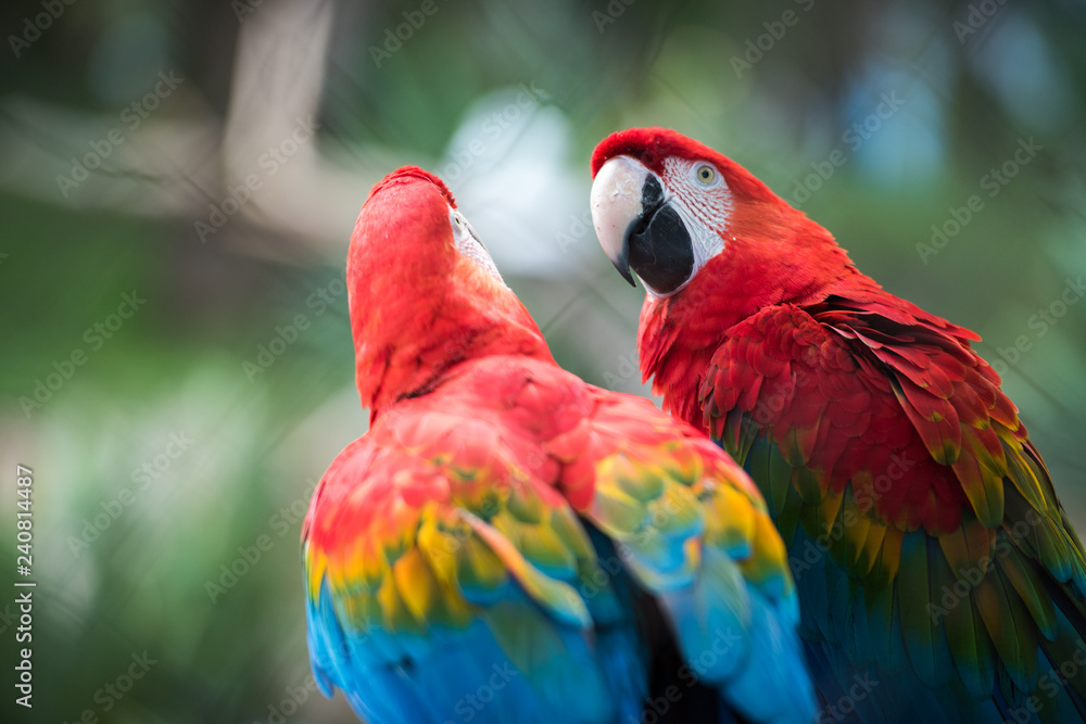 Parrot bird from Phoenix Park in France