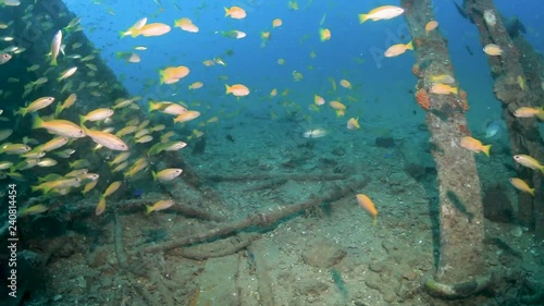 Wallpaper Mural Colorful tropical fish swimming around an underwater shipwreck near a coral reef Torontodigital.ca