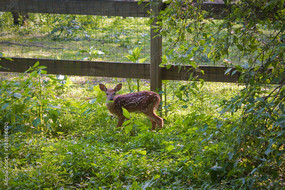 Fototapeta premium Fawn in the garden