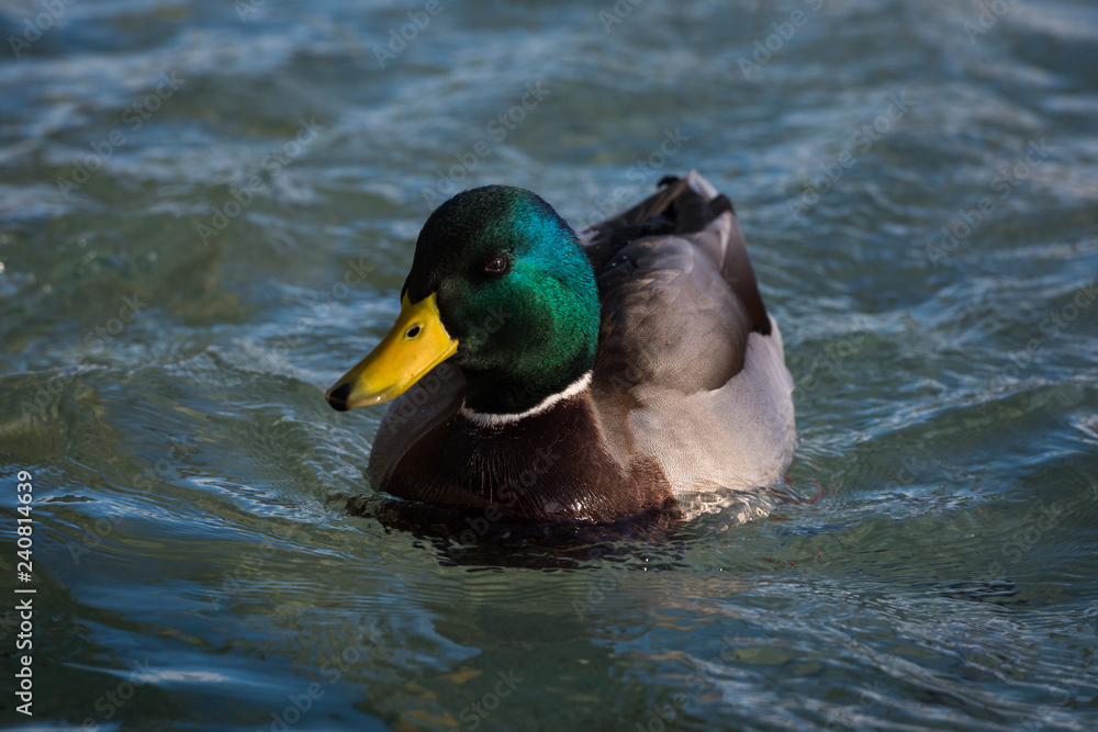 Duck from Phoenix French Park Duck from Phoenix French Park