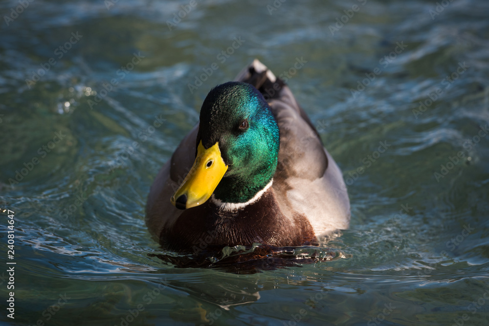 Duck from Phoenix French Park Duck from Phoenix French Park