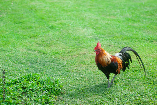 Rooster standing on a green lawn.