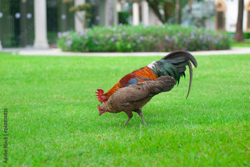 Rooster chickens and hens on green grass are hunting for food. Rooster chickens and hens on green grass are hunting for food.