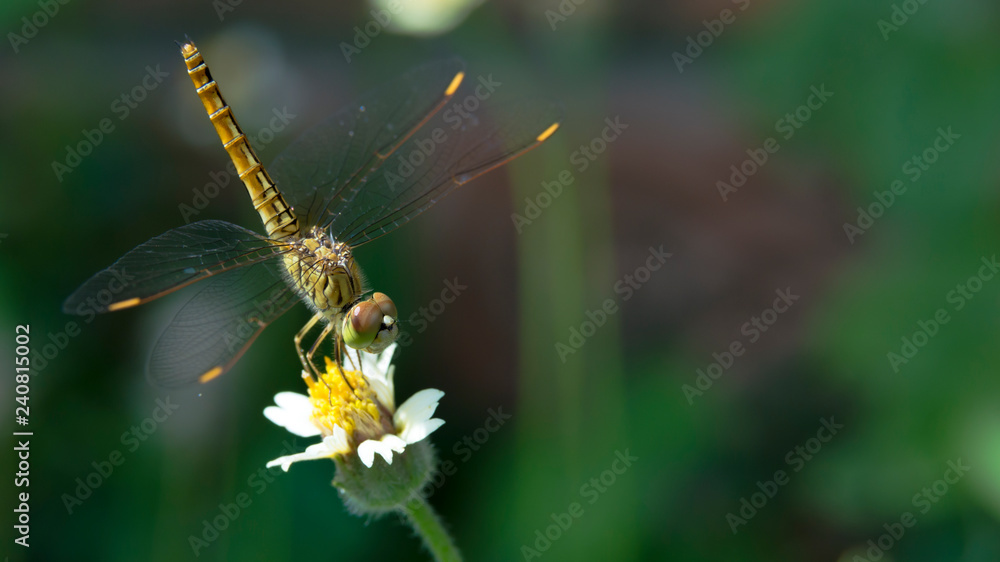 Dragonfly on wild grass flower. (Lack of direction, not lack of time, is the problem. We all have twenty-four hour days) Dragonfly on wild grass flower. (Lack of direction, not lack of time, is the problem. We all have twenty-four hour days)
