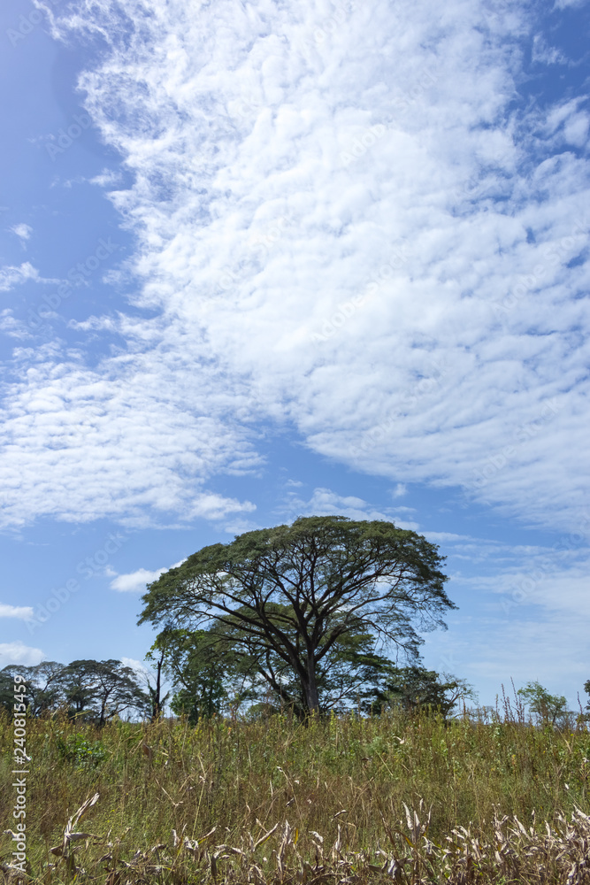 Obraz premium beautiful tree and sky in venezuela