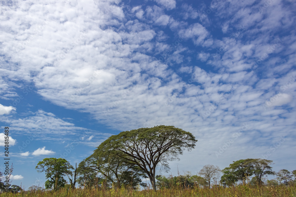 beautiful tree and sky in venezuela