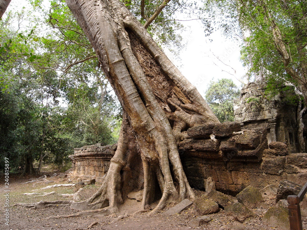 Siem Reap,Cambodia-March 9, 2008: Damaged buildings at Ta Prohm Temple in Siem Reap. Most roots were not covered or protected yet on year 2008. 