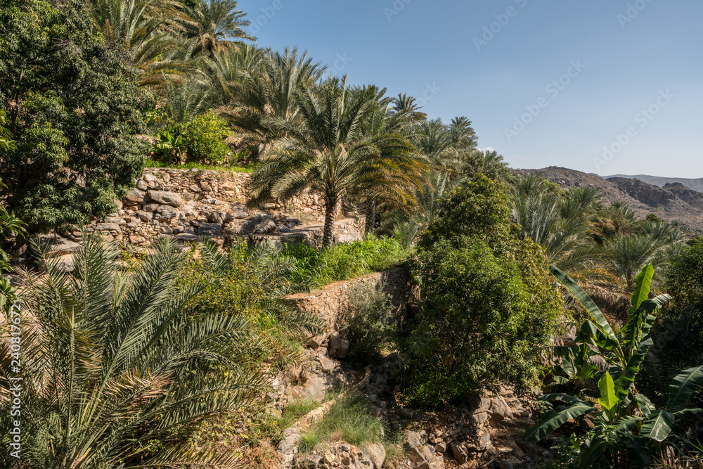 Terraces around Misfat, Oman Terraces around Misfat, Oman
