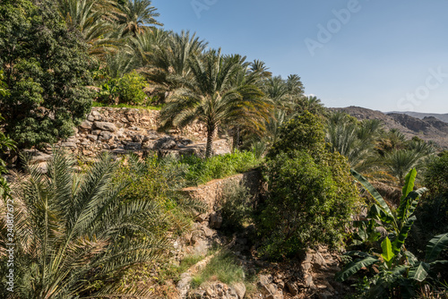 Fototapeta Naklejka Na Ścianę i Meble -  Terraces around Misfat, Oman