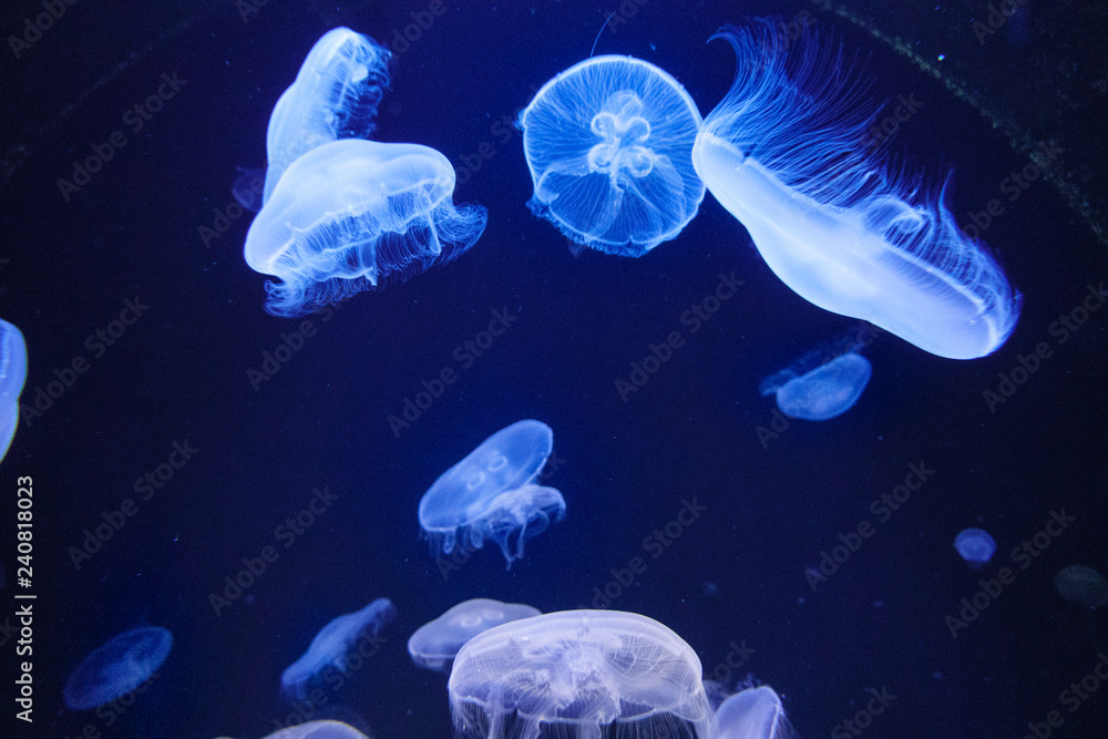 Jellyfish in the water Crete Greece Europe Jellyfish in the water Crete Greece Europe