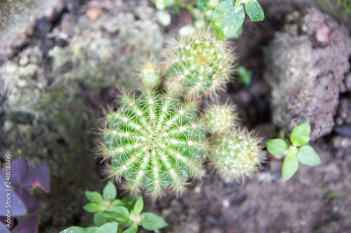 Cactus