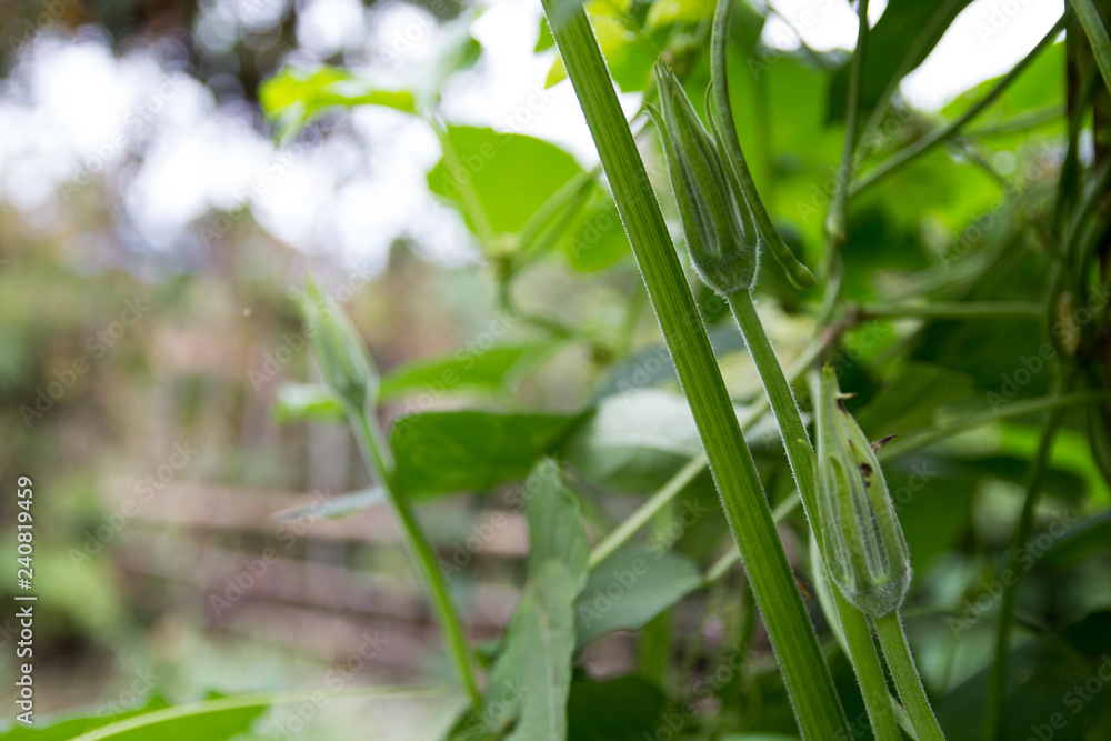 Obraz premium Pumpkin Flower
