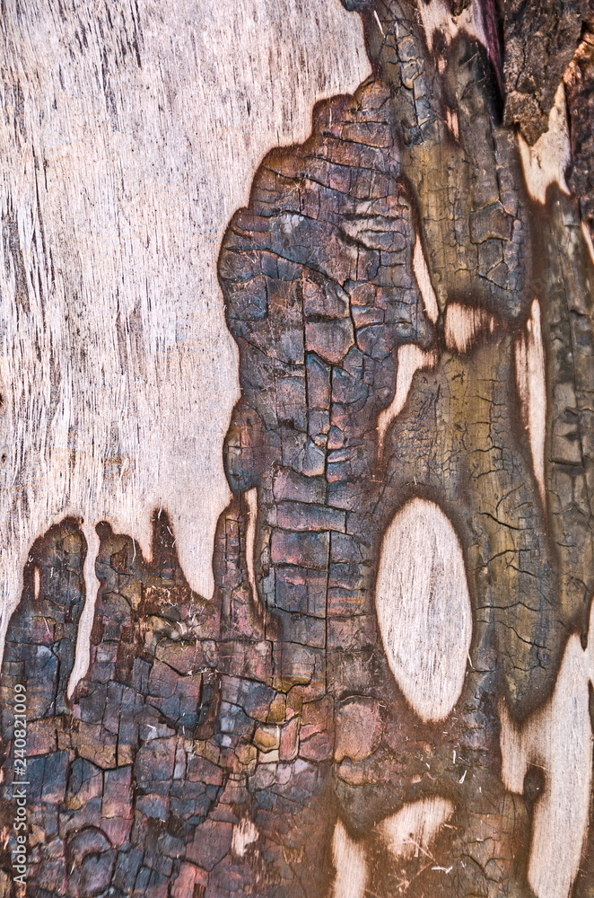 Fototapeta premium Abstract Design on a Tree Trunk