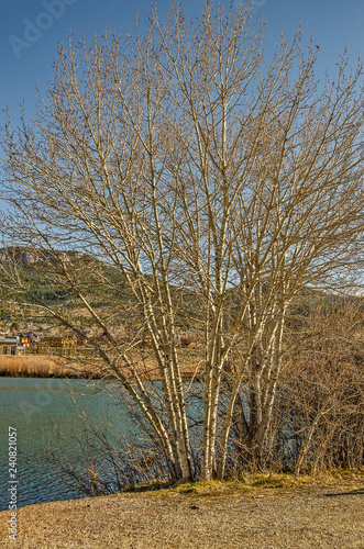 Mount Helena Hiding Behind Bare Trees