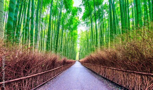 Pathway through Bamboo forest in Kyoto, where is the landmark of Japan