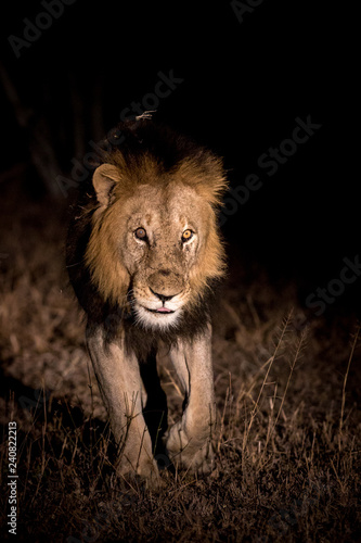 Fototapeta Naklejka Na Ścianę i Meble -  Majestic big male lion walking slowly throught the dark night.