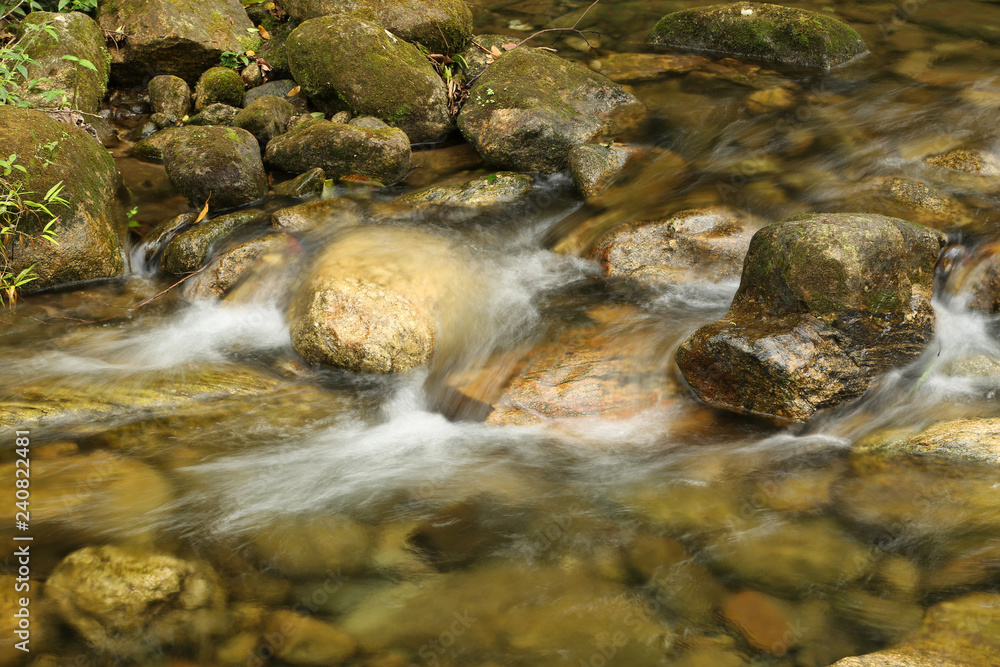 stream in the forest stream in the forest
