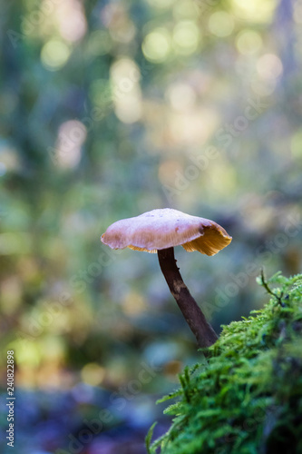 Single mushroom grows out of a mossy hill; mushroom with pretty bokeh effect in background