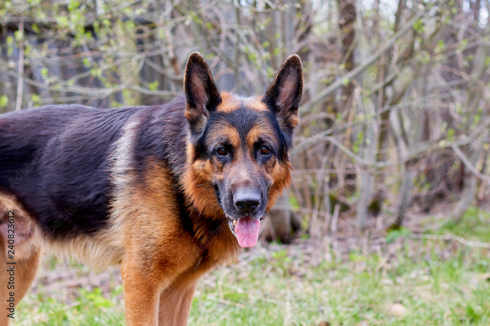 Dog German Shepherd outdoors in a summer Dog German Shepherd outdoors in a summer