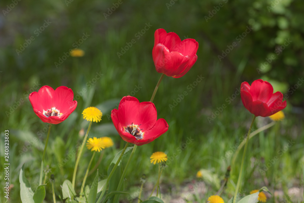 Fototapeta premium red tulips and yellow dandelions
