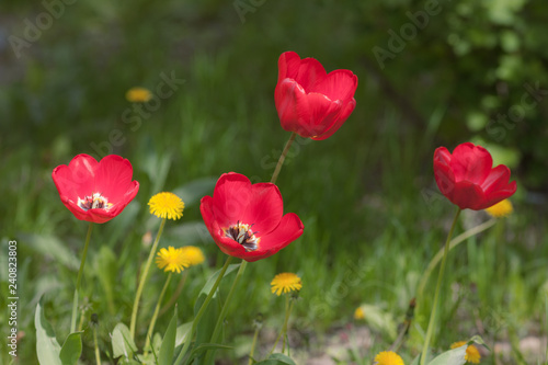 red tulips and yellow dandelions