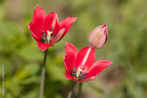 red tulips in the foreground