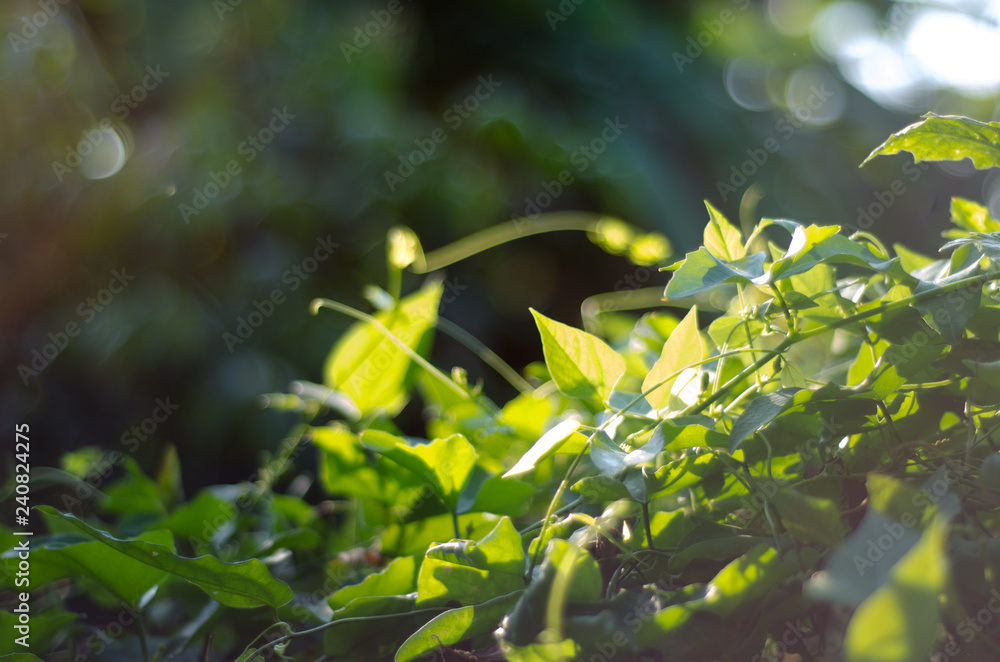 abstract nature green bokeh soft light background. abstract nature green bokeh soft light background.