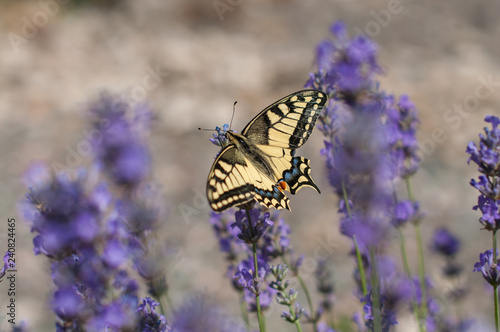 A butterfly sitting on a flower