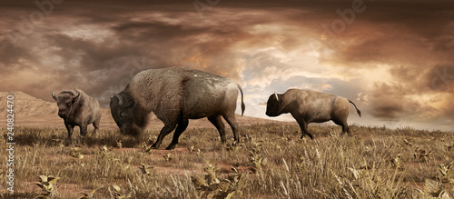 Buffaloes on the prairie