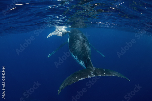 whale and baby © mekanphotography