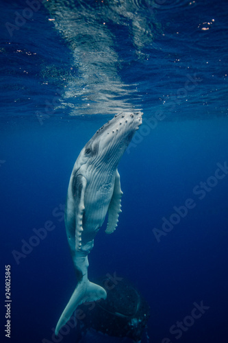 whale calf
