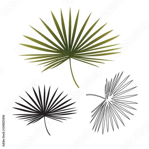 Black and white exotic tropical palm leaf isolated. Hand drawn sketch illustration.