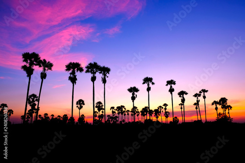 toddy palm in beautiful sunset background
