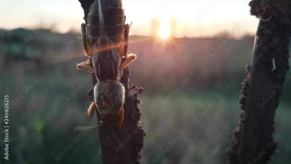 Hideous insect like bear at sunset in rays of sun. Mole cricket ...